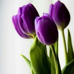 ما تيسر من_ سورة النور_ اسلام صبحي 🌺💜