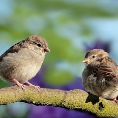 Secret Language of Birds (Remix)