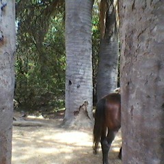 Rambu ~ Barro