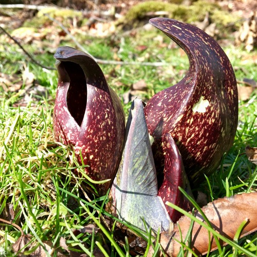 Skunk Cabbage