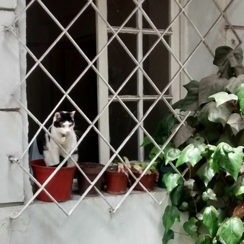 Maceteras