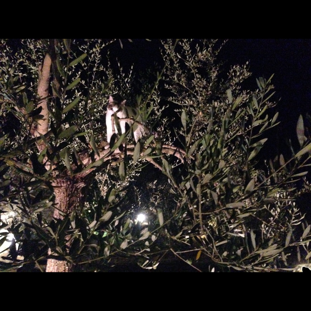 鍵盤楽器 Twin Tropiques 23 Psychoacoustic Twin Tropiques 23 Psychoacoustic 鍵盤楽器 Twin Tropiques / 23