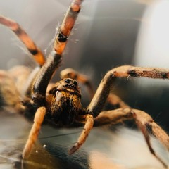Spider dance
