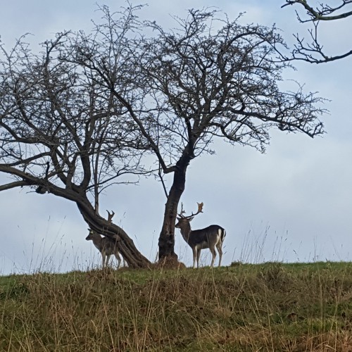 Things To Do (Aristotle Knew)