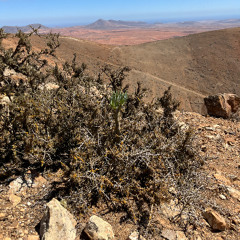 Crumb - Vita Della ( Original Mix )