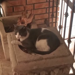 Gatos maullando en la noche madrugada Cats meowing late night overnight Monterrey Nuevo Leon Mexico