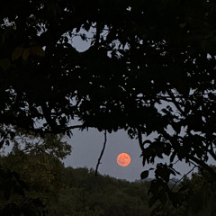 SET TRIBE/ACID/TEKNO/GUINGUETTE VOL.1