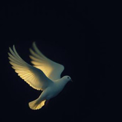 Fly Away Dove