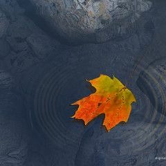 While Sunlight Slipped Away