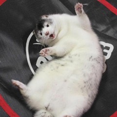 Song Of Space Weasels
