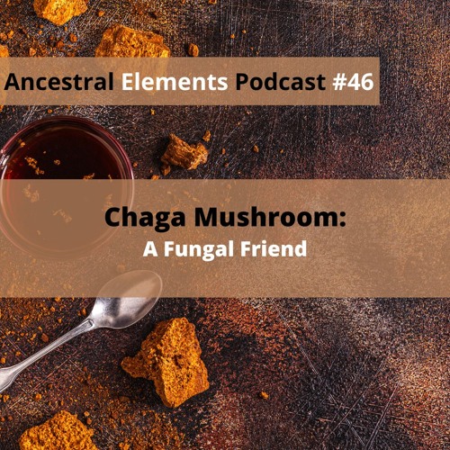 repertoire Wens bang Stream Chaga Mushroom: A Fungal Friend Ep.46 by Ancestral Elements Podcast  | Listen online for free on SoundCloud