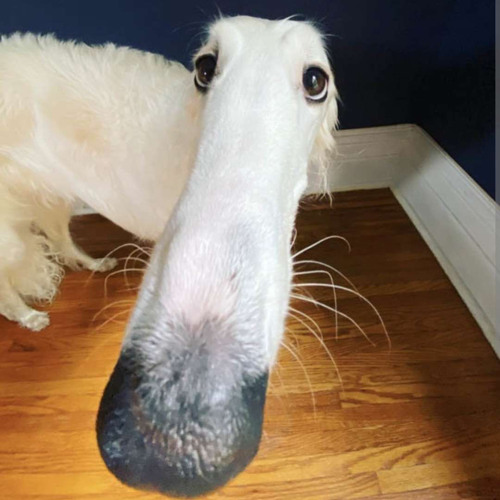 Crashy's Own Apocalypse OST - Dead Memes