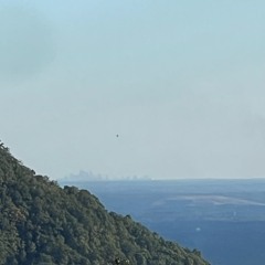 GATED DROP - GrizBaby