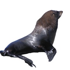 Long Nosed Fur Seal DNA ID