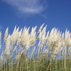 Rhapsody For Piano Op. 9, No. 4. Composed and Played By Dr Michael Spacie. Copyright ©