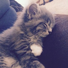 iDream (With Vocals) [STEREOTYPE] (2006 - 2008)