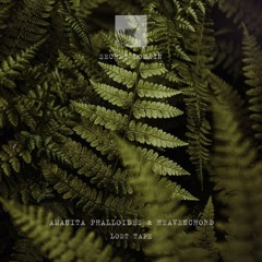 Amanita Phalloides & Heavenchord - Lost Tape #1