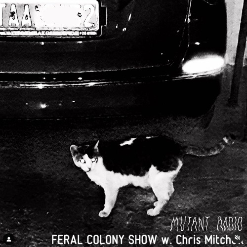 FERAL COLONY SHOW w. Chris Mitchell [11.01.2023]