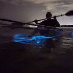 Review Special Price Bioluminescent Bay Kayak Trip From Vieques