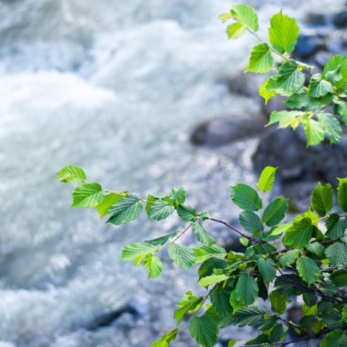 Louis Vierne: Divertissement, Suite bourguignonne, Op.17 No.3, ルイ・ヴィエルヌ ブルゴーニュ組曲 ディヴェルティメント
