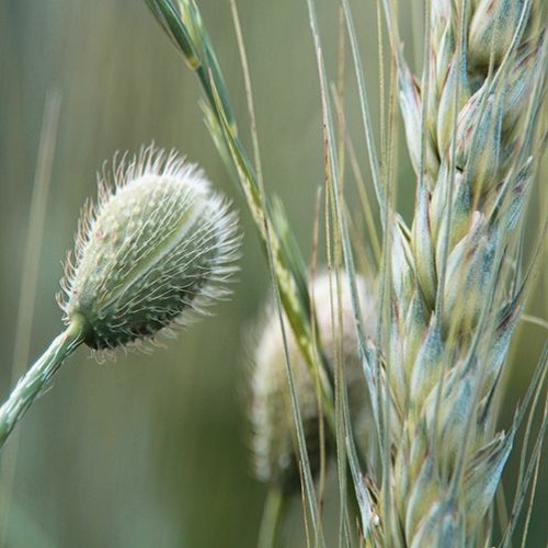 Flaubert & Maupassant