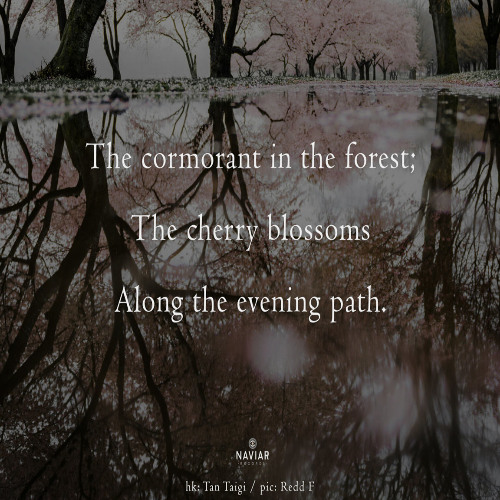 strofe ardesia - naviarhaiku539