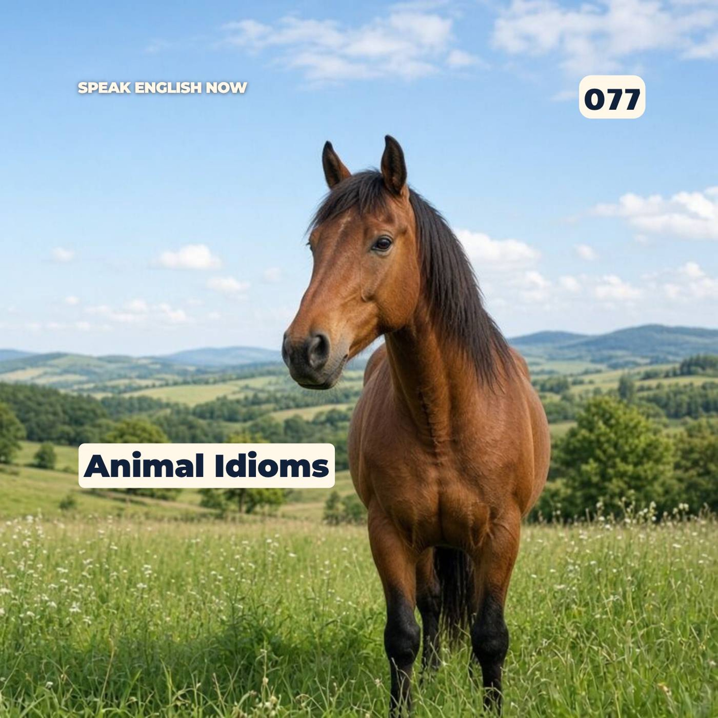#077 Animal Idioms in English with a story episode artwork