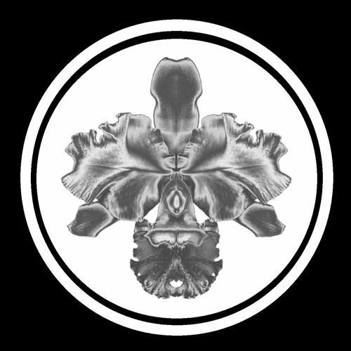 Cattleya