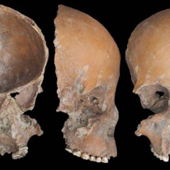 Yangzi River Bones