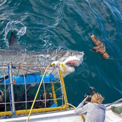 Best Shark Cage Diving And Viewing From Cape Town Tours Review
