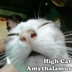 High Cat