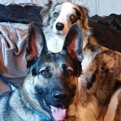 Dog eat dog(bad puppy)