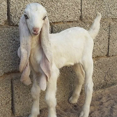 friendship and romance  2021