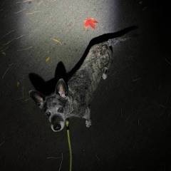 The Asphalt Dog and the Burnt - Orange Leaf