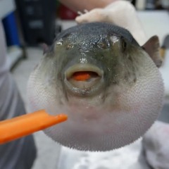 Snorky’s Trousel