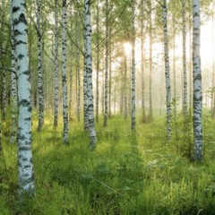 Die Birkenwald playlist