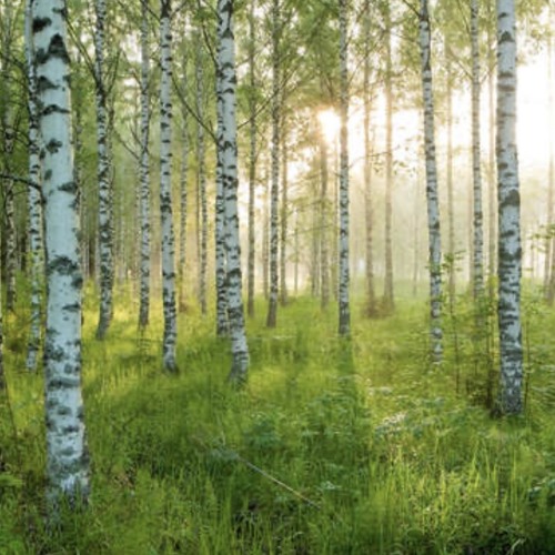 Die Birkenwald playlist