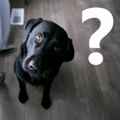 [#181] The Challenges of Being Honest in The Real World