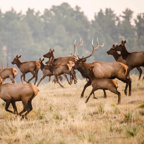 Stream Panhandle Afield: Wildlife Management Principles By Justin Haag ...