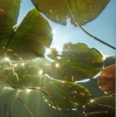 Going To Live To Shine