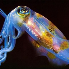 Cuttlefish1