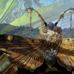 Komorebi @ Dragon Dreaming Festival 2025 - Bogong Moth (Mainstage)