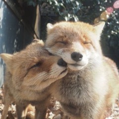 Si Eres Una Diabla Por Qué Tienes Alas