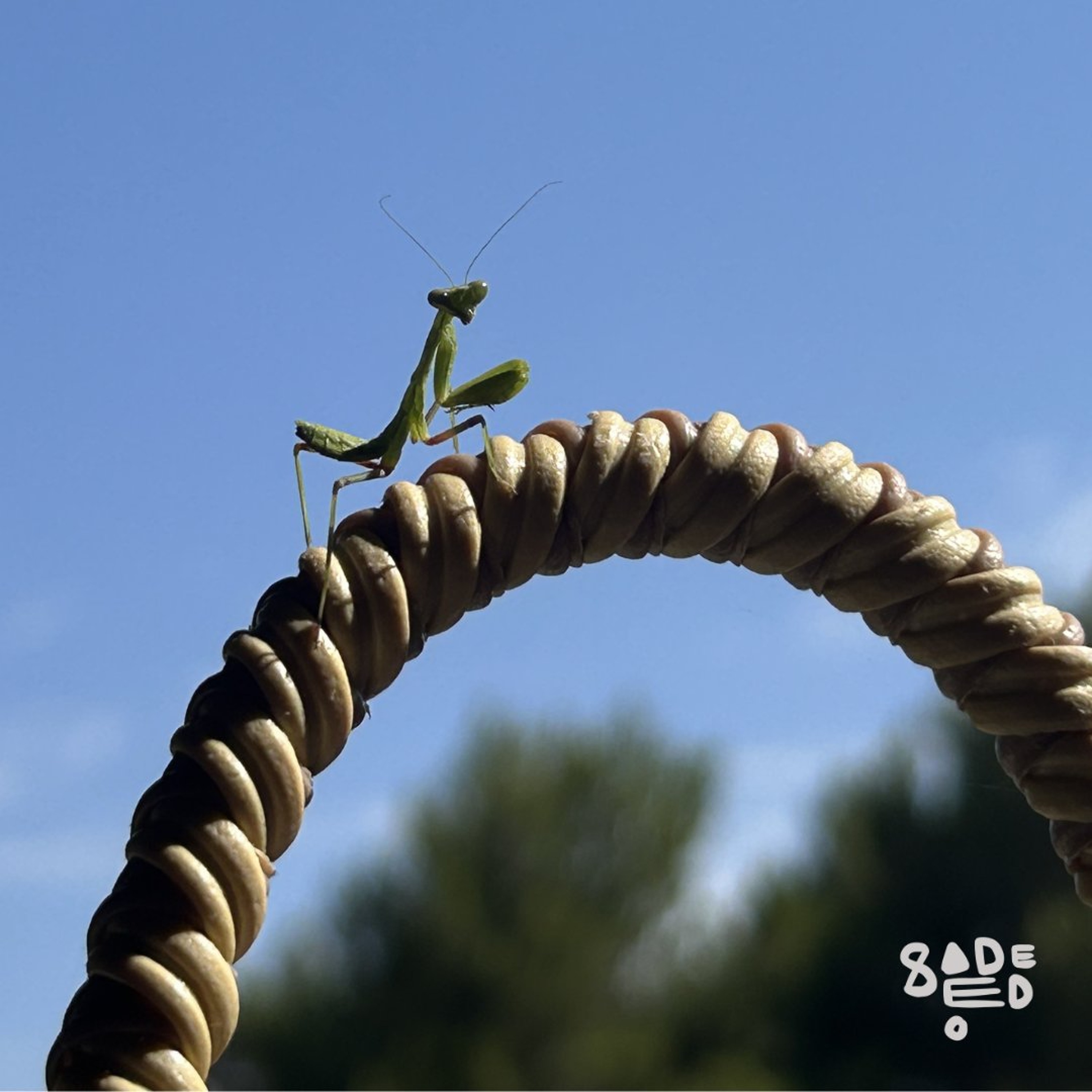 Open Sesame 077 – Sadeedo episode artwork
