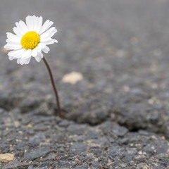 requiem of the vernal