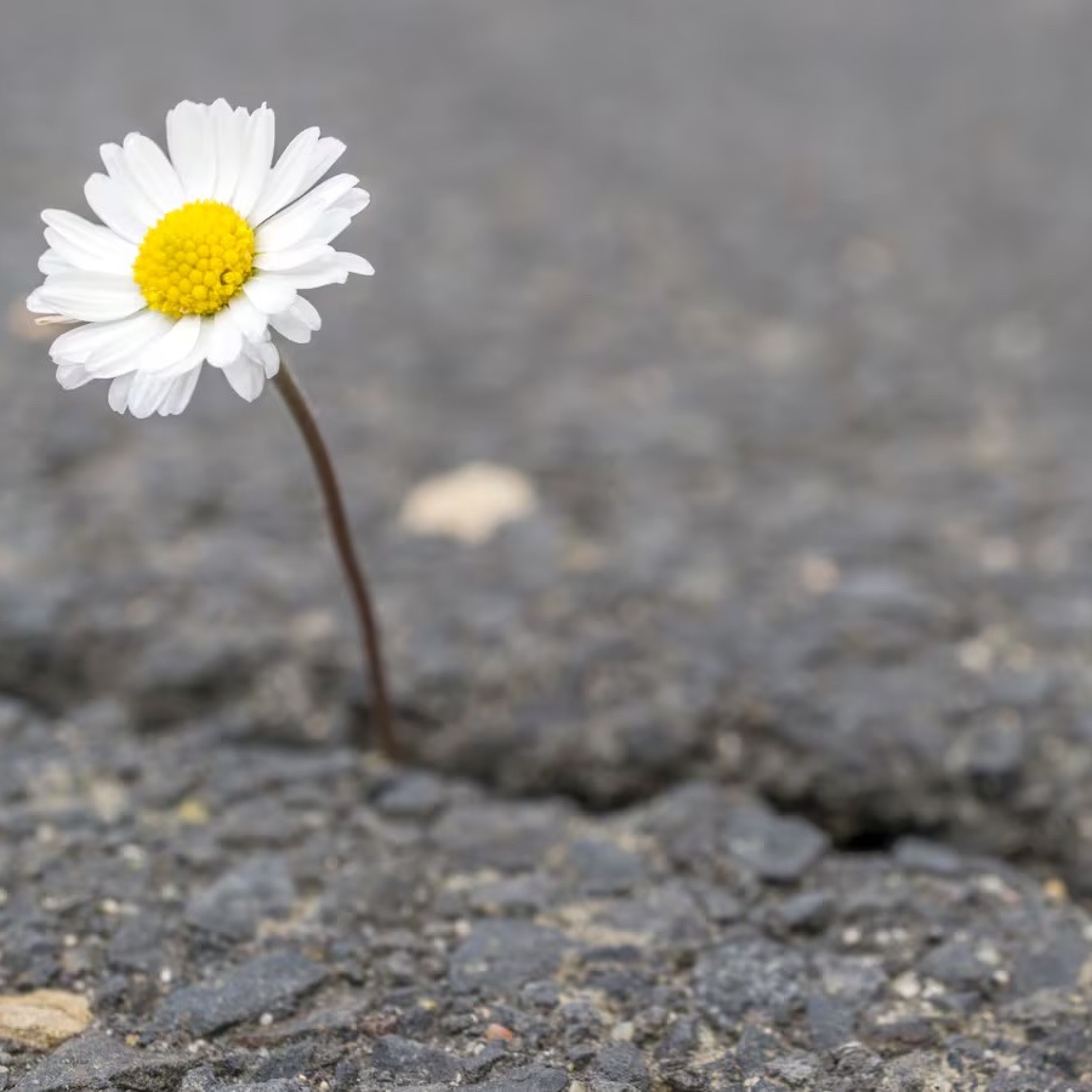 requiem of the vernal