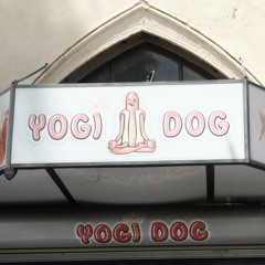 It Is True Yogi Dog