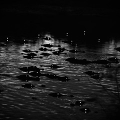 SWAMP (prod. senseless)
