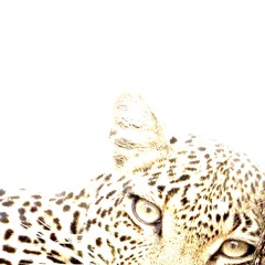 animalprinttt