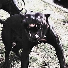 DOGZ UNMIXED -PRODBYSNITCHODOBRONXS